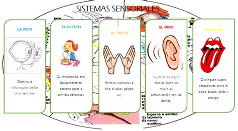 Principales Sistemas Sensoriales Sistemas Sensoriales