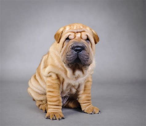 Pictures Of Shar Pei Puppies Beautiful Shar Pei Puppy Stock Photo