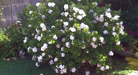 Gardenia August Beauty Adorable White Rose Bloomer With Captivating
