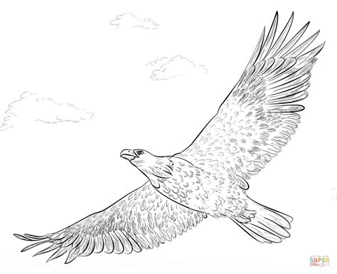 Bald Eagle In Flight Coloring Page Free Printable Coloring Pages