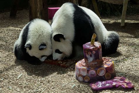 Panda Updates Wednesday September 6 Zoo Atlanta