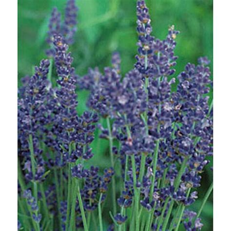 Burpee English Lavender Seed Pack 55806 Goods Store Online
