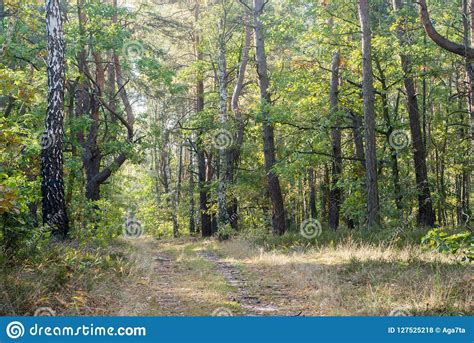 Footpath In Summer Forest Stock Photo Image Of Path 127525218