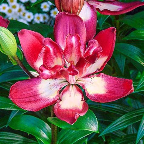 Brecks Double Sensation Lily Bulbs 3 Pack 67712 The Home Depot