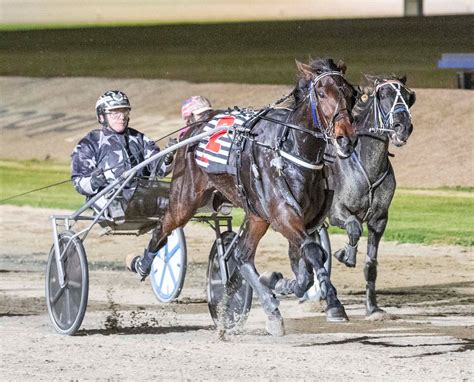 Patched Is Western Australias Pin Up Trotter The Barn