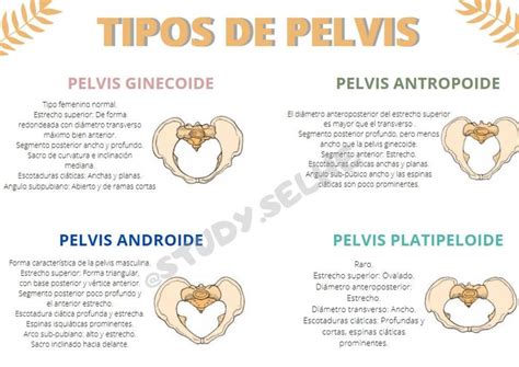 Tipos De Pelvis
