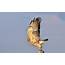 Hawk Wings Pictures  HD Desktop Wallpapers 4k