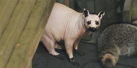 But which animal is most like you? 20 Crazy Pictures Of Animals Without Hair
