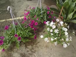Andalkan jenis tanaman hias gantung tercantik berikut ini! ezataiping: Tips Penanaman Bunga Gantung