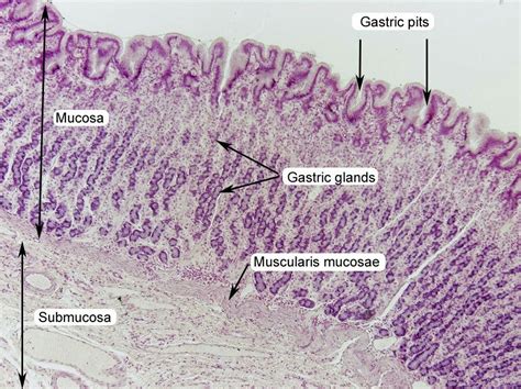 Stomach Muscle Histology Gastric Pit And Gland Histology Slides My