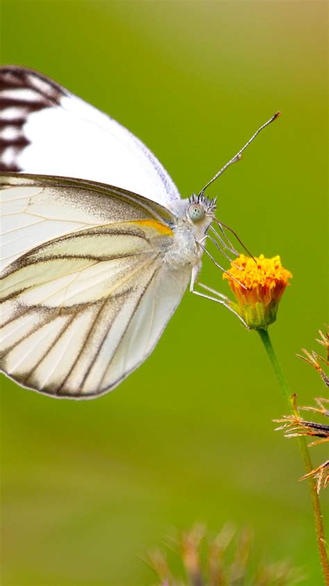 White Butterfly Wallpaper 4k 8k Hd Wallpaper Background