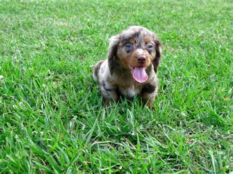 Select the breed to be taken to the list. Friendly Blue & Cream, Miniature Dachshund Puppies For ...