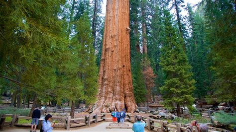 The Best Sequoia National Park Vacation Packages 2017