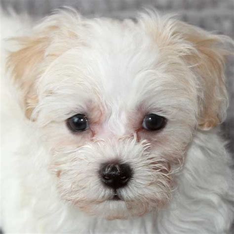 Havapoo Puppy For Sale Heavenly Puppies