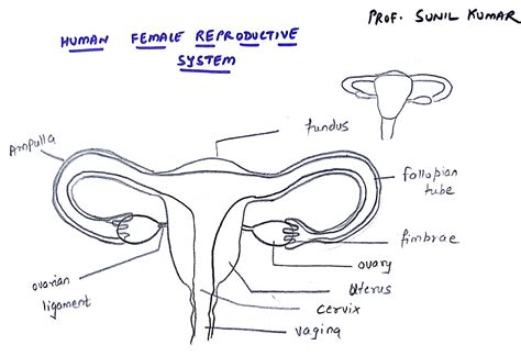 Prof Sunil Kumars Addabiology Easy Way To Draw Female Reproductive