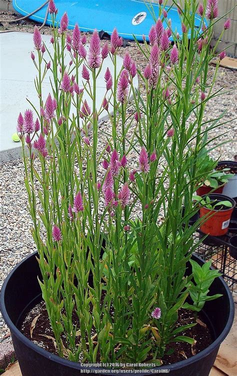 Photo Of The Entire Plant Of Wheatstraw Celosia Celosia Spicata