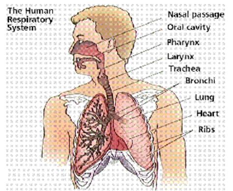 Fungsi Bahagian Sistem Respirasi Manusia Imagesee