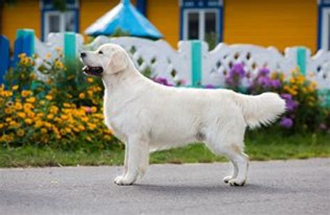 Golden retriever puppies for sale. Golden Retriever Puppies For Sale In Malaysia 2021 : Furby ...