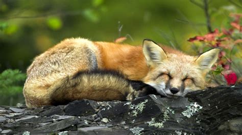 Wallpaper Wildlife Twigs Sleep Grey Fox Fauna Lying Vertebrate