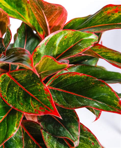 Francis of philadelphia, is one of the. Why Are My Aglaonema's Leaves Drooping? | Bloomscape