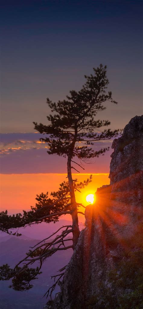 Mountain Cliff Tree Sun Rays Sunrise Morning 1242x2688 Iphone 11