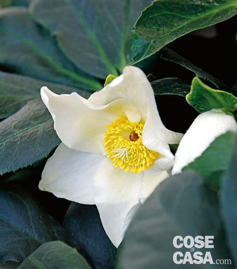 E' apprezzata come pianta ornamentale in giardini e aiuole, fiorisce da giugno a luglio. Fiori Bianchi Con Centro Giallo / Fiore Bianco Con Centro ...