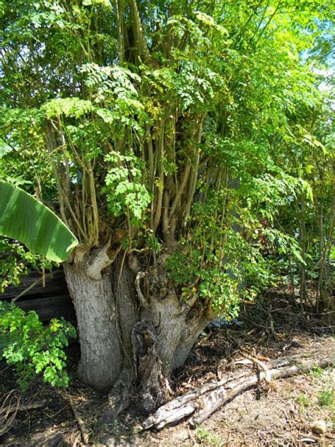 Big Moringa Tree The Survival Gardener