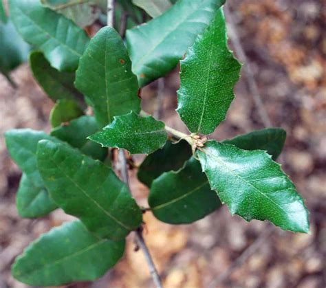 10 Special Types Of Oak Trees In California Progardentips