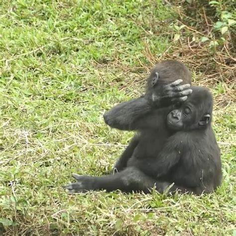 Omg Little Gorilla Give His Big Brother A Sweet Hug Gorilla Hug