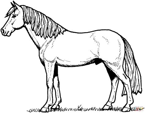 Dibujo De Caballo Semental Para Colorear Dibujos Para Colorear