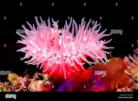 Sea Anemone Hi Res Stock Photography And Images Alamy