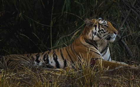 Discovering Bandhavgarh Safari WildIndiaTravels