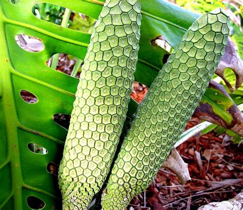 The cactus fruit contains a compound known as betanin. Seven Strange Fruits: Buddha's Hand, the Notorious Durian ...