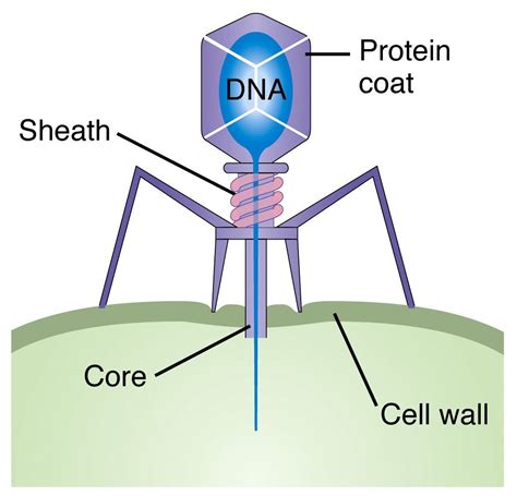 Bio Project On Emaze