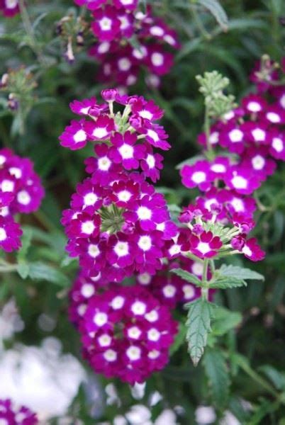 Verbena Spreading Verbena Our Plants Kaw Valley Greenhouses