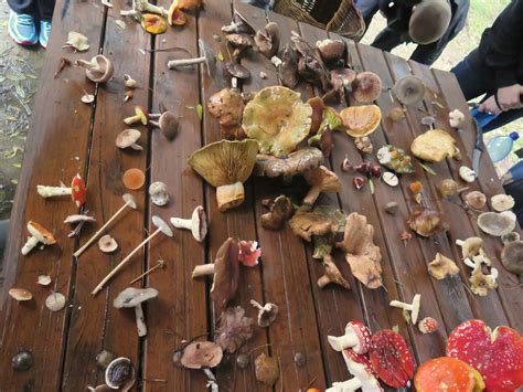 Mushroom Hunting In Australias Pine Forest Neverending