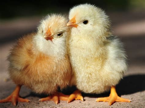 They Will Stop Grinding Newborn Chicks To Death Calendar For Life Blog