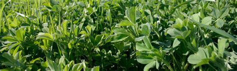 Alfalfa With Aggressive Grass Mixture General Seed Company Canada