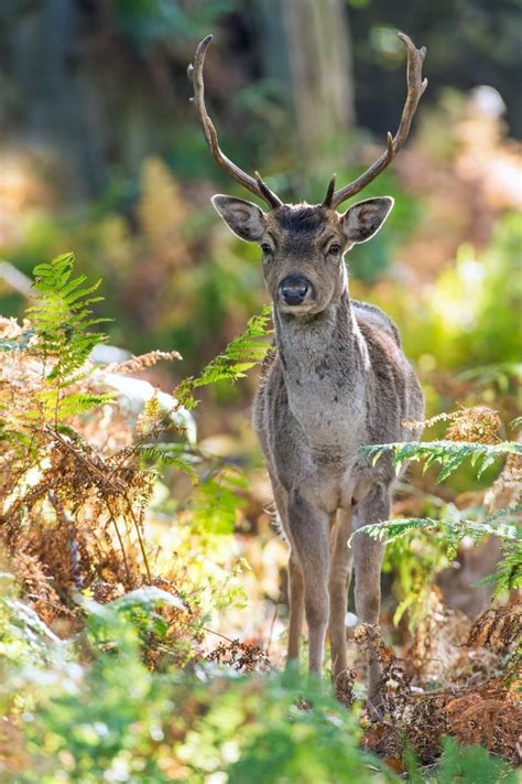8 Fascinating Facts About Scottish Wildlife