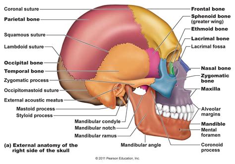 Bones In The Skull Frontal Bones 1 Pareital Bones 2 Temporal Bones 2