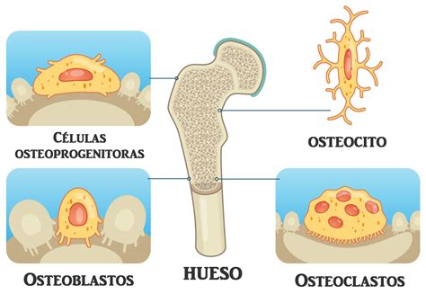 Significado De Células Óseas Osteocito Osteoclastos
