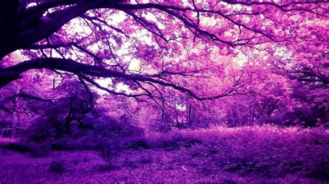 Purple Scenery View Trees Forest Plants Hd Nature Wallpapers Hd