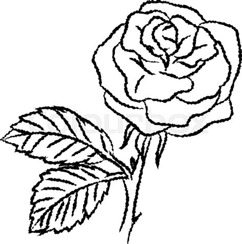 Hand Drawn Sketch Of Rose Isolated Black And White