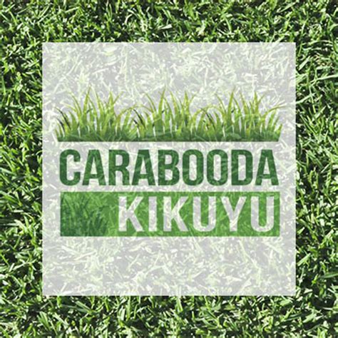 Browse relevant sites & find buffalo grass seed. Turf Farm Perth | Roll-On Lawn Suppliers | Carabooda Lawn
