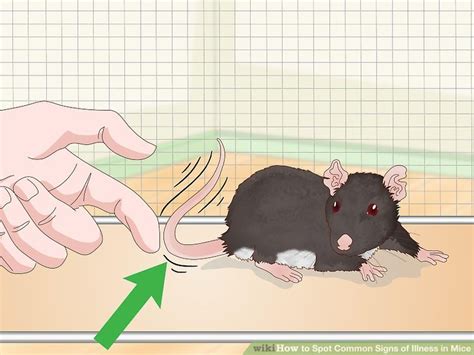 3 Ways To Spot Common Signs Of Illness In Mice Wikihow Pet