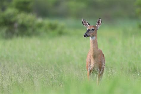 Cerf De Virginie White Tailed Deer Parc National Du Bic Flickr