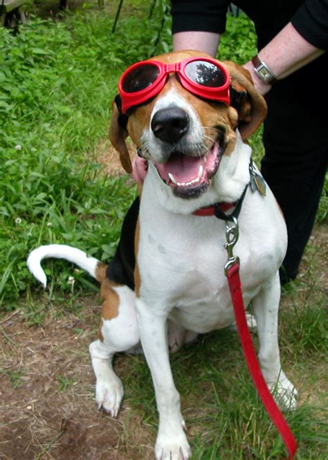A Coonhounds Tales Wordless Wednesday In Doggles