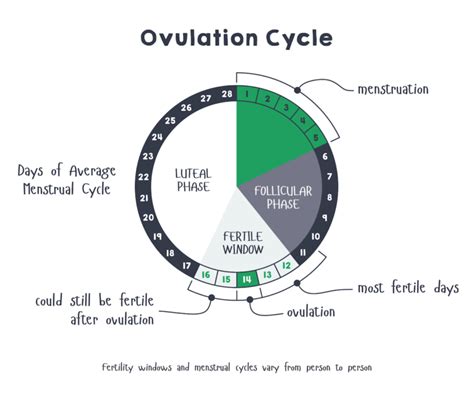 Clue An App For Period And Ovulation Tracking Hotdoc