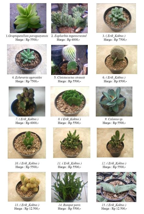 Cactus And Succulents Names Types Of Succulent Plant