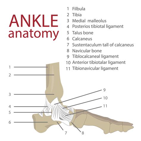 Ankle Bone Anatomy Merrills